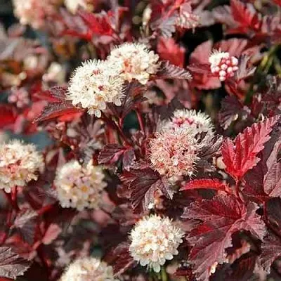 Пузыреплодник ЛЕДИ ИН РЕД  Пузыреплодник ЛЕДИ ИН РЕД в Краснодаре