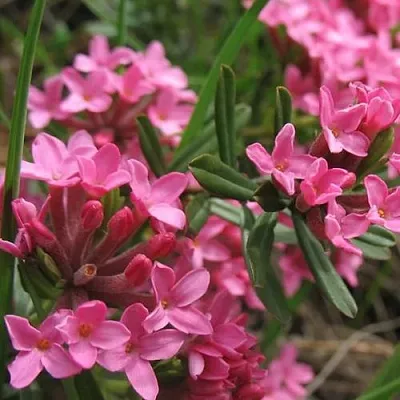 Волчеягодник в Краснодаре