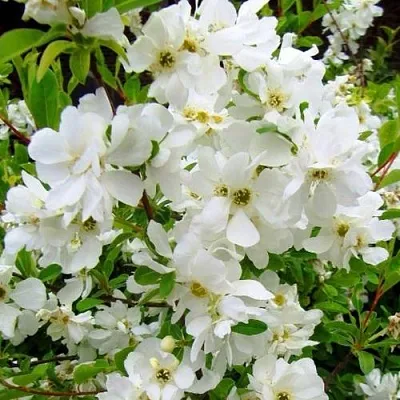 Экзохорда ЗЕ БРАЙД  Экзохорда ЗЕ БРАЙД в Краснодаре