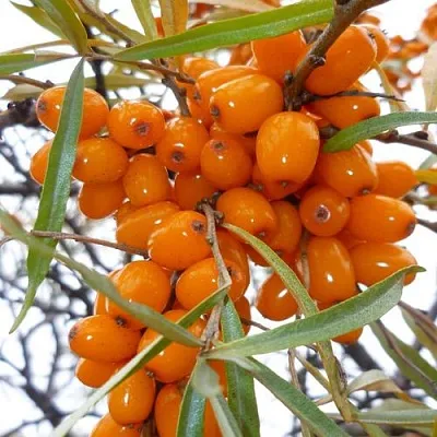 Облепиха КОСТЕР в Краснодаре