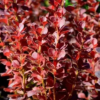 Барбарис ВУЛКАНО тунберга в Краснодаре