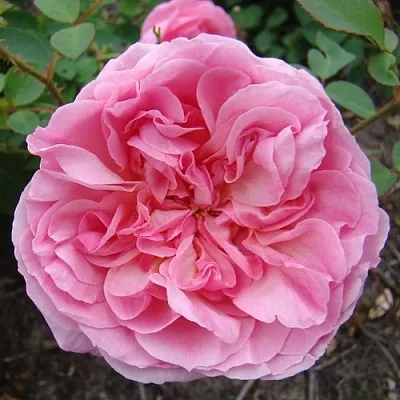 Саженцы роз ХАЙДИ ХОЛЛ английская  Саженцы роз ХАЙДИ ХОЛЛ английская в Краснодаре