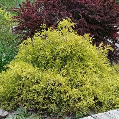 Кипарисовик ГОЛДЕН МОП горохоплодный  Кипарисовик ГОЛДЕН МОП горохоплодный в Краснодаре