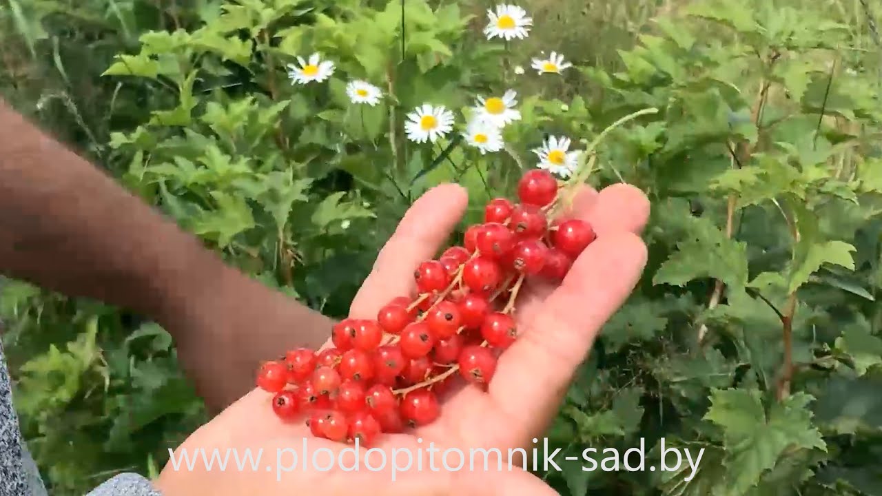 Превью видео