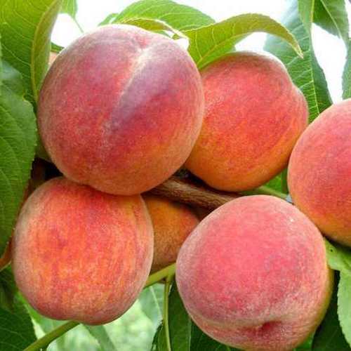 Персик ФЛЕМИНГ ФЬЮРИ в Краснодаре