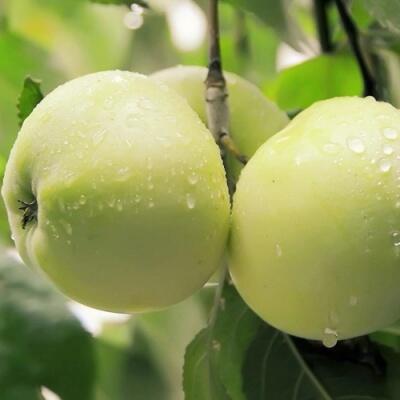 Саженцы яблони оптом в Краснодаре