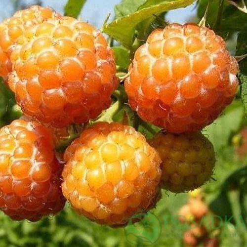 Малина КУМБЕРЛЕНД желтая в Краснодаре