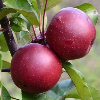 Яблоня красномясая в Краснодаре