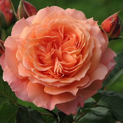Роза шраб в Краснодаре