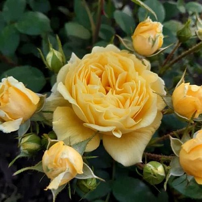 Роза флорибунда в Краснодаре
