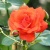 Роза АНЖЕЛИКА чайно-гибридная  в Краснодаре