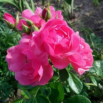 Роза АНГЕЛА флорибунда в Краснодаре
