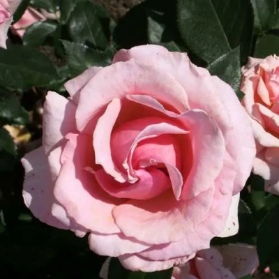 Роза ПОЭЗИЯ флорибунда в Краснодаре