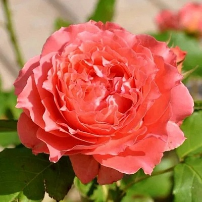 Роза КОРАЛ ЖЕЛЕ японская в Краснодаре
