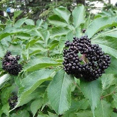 Бузина черная КЛАДЗЕЗЬ в Краснодаре