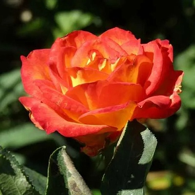 Роза ЛИНА чайно-гибридная  в Краснодаре