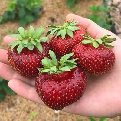 Клубника МАЛЬВИНА в Краснодаре