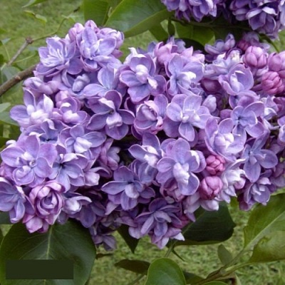 Сирень АМИ ШОТТ в Краснодаре