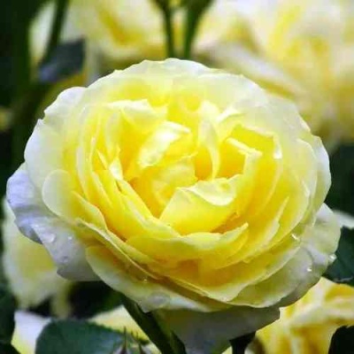 Роза КОМТЕСС ДЮ БАРИ флорибунда  в Краснодаре