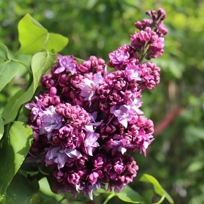 Сирень МАРШАЛ МАЛИНОВСКИЙ в Краснодаре
