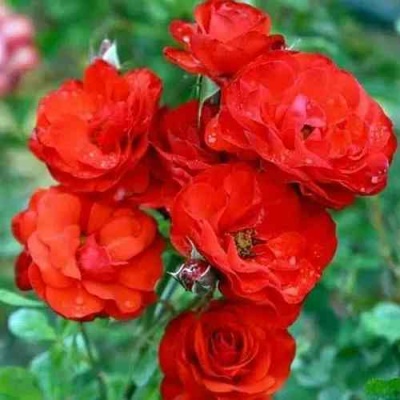 Роза ФАЙЕР КИНГ спрей  в Краснодаре