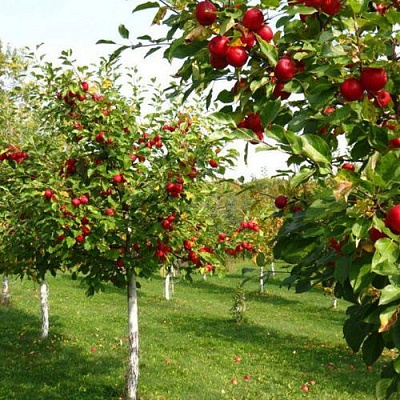Плодовые деревья в Краснодаре