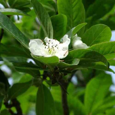 МУШМУЛА  в Краснодаре