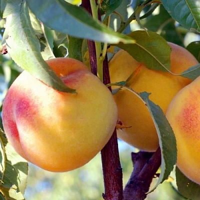 Персики в Краснодаре