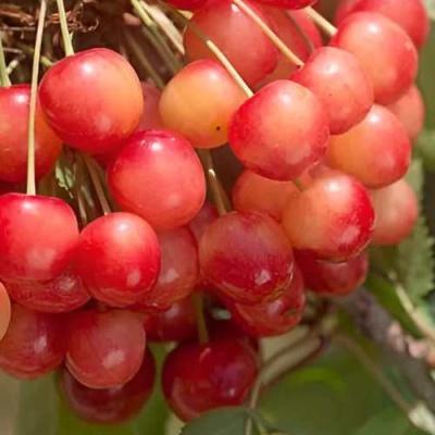 Черешня ЮЛИЯ в Краснодаре