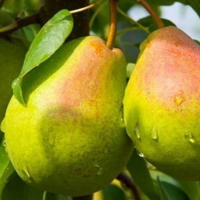 Груша ФЛЕЙТА в Краснодаре