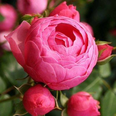 Роза ПОМПОНЕЛЛА флорибунда в Краснодаре
