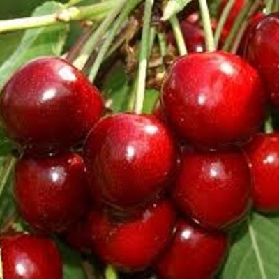 Черешня МИНЧАНКА в Краснодаре