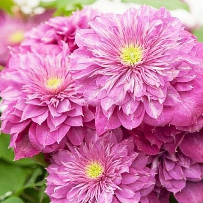 Клематис КАЙЗЕР в Краснодаре