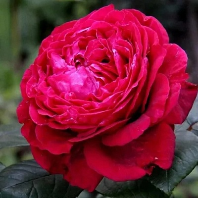 Роза 4 ВЕТРОВ флорибунда  в Краснодаре