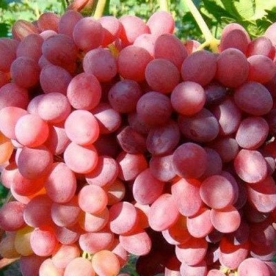 Виноград КИШМИШ КРАСНЫЙ в Краснодаре