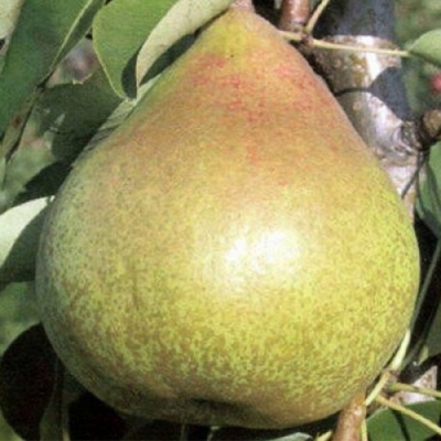Груша КОРОЛЛА в Краснодаре