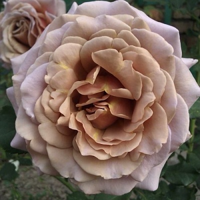 Роза КОКО ЛОКО флорибунда  в Краснодаре