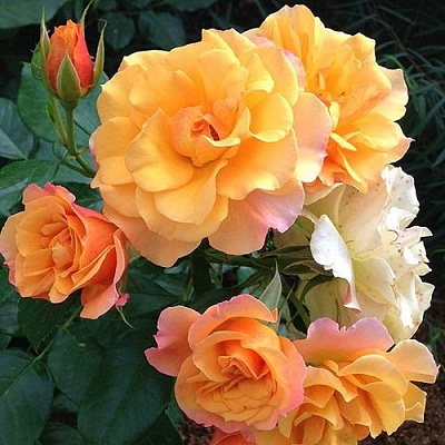 Роза ТЕКИЛА флорибунда  в Краснодаре