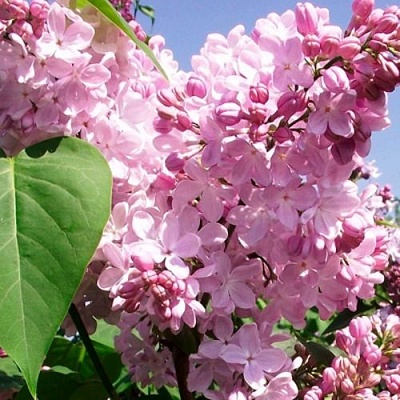 Сирень АДЕЛИНА в Краснодаре