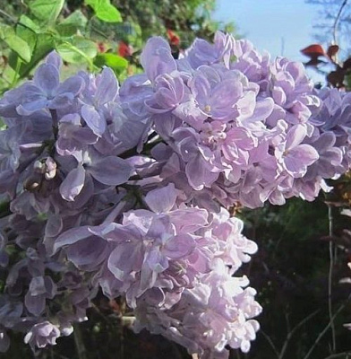 Сирень ЛЕТНИЙ САД в Краснодаре
