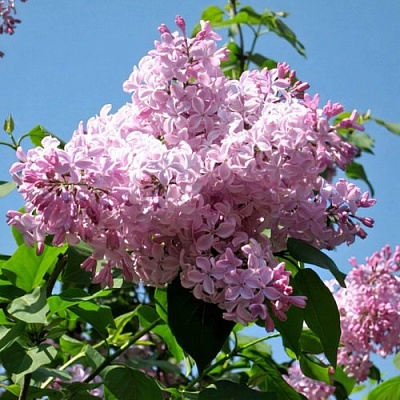 Сирень БУФФОН в Краснодаре