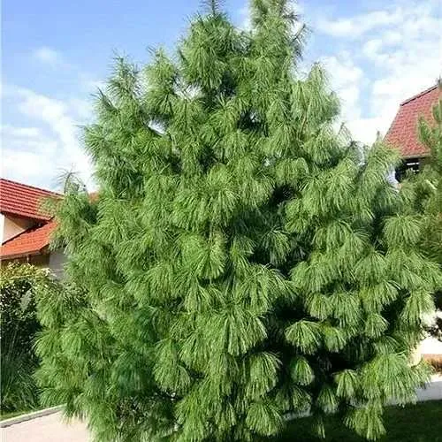 Сосна гриффита в Краснодаре