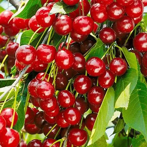 Вишня БРУСНИЦЫНА степная в Краснодаре