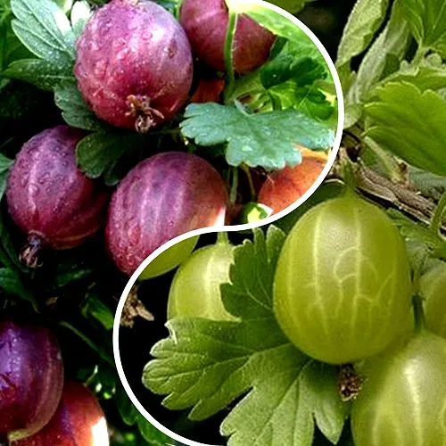 Комплект РЕДКИЙ СЧАСТЛИВЧИК в Краснодаре