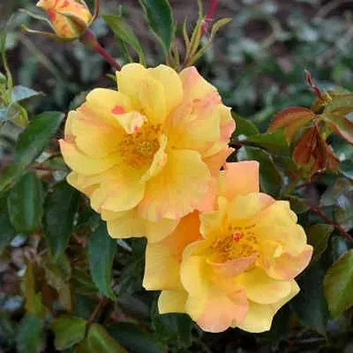 Роза АНГЕЛИНА ФРЕСКА флорибунда  в Краснодаре