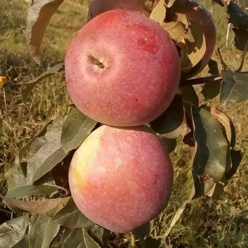 Яблоня АКСАМИТ в Краснодаре