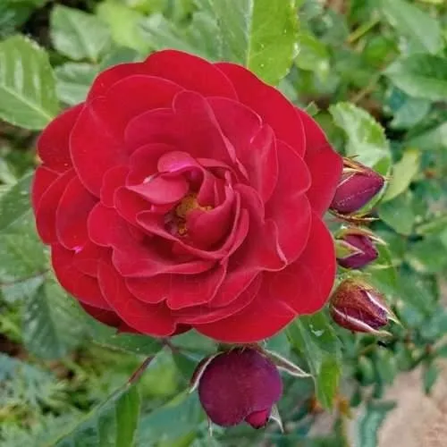 Роза КОРДУЛА флорибунда в Краснодаре